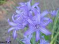 Foto Lily-Of-The-Altai, Lavendel Berglilie, Sibirischer Lilie, Hellblau Berg Lilie, Lilie Weinstein Gartenblumen wächst und Merkmale
