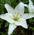 Foto Lilie Die Asiatischen Hybriden Gartenblumen wächst und Merkmale