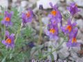 Photo Linaria Garden Flowers growing and characteristics