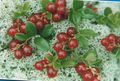 červená Zahradní květiny Brusinka, Hora Brusinka, Foxberry, Vaccinium vitis-idaea charakteristiky, fotografie