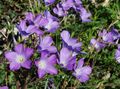 Photo Linum perennial Garden Flowers growing and characteristics