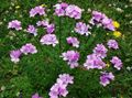 Photo Linum perennial Garden Flowers growing and characteristics