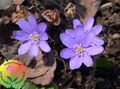 Photo Liverleaf, Liverwort, Roundlobe Hepatica Garden Flowers growing and characteristics