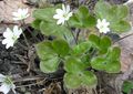 Photo Liverleaf, Liverwort, Roundlobe Hepatica Garden Flowers growing and characteristics
