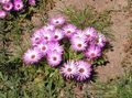 Foto Livingstone Daisy Gartenblumen wächst und Merkmale