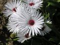 Photo Livingstone Daisy Garden Flowers growing and characteristics