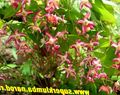 Photo Longspur Epimedium, Barrenwort Garden Flowers growing and characteristics