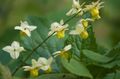 Foto Longspur Epimedium, Barren Gartenblumen wächst und Merkmale