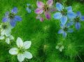 Photo Love-in-a-mist Garden Flowers growing and characteristics