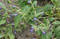 Photo Lungwort Garden Flowers growing and characteristics