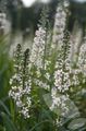 Foto Lysimachia Ephemerum Gartenblumen wächst und Merkmale