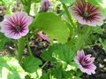 Photo Mallow, French Hollyhock Garden Flowers growing and characteristics