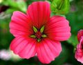 Photo Malope Garden Flowers growing and characteristics