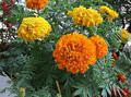 Photo Marigold Garden Flowers growing and characteristics
