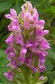 Photo Marsh Orchid, Spotted Orchid Garden Flowers growing and characteristics