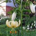 Foto Türkenbund, Kappe Gemeinsamen Türken Lilie Gartenblumen wächst und Merkmale
