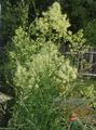 Photo Meadow rue Garden Flowers growing and characteristics