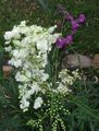 Photo Meadowsweet, Dropwort Garden Flowers growing and characteristics