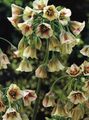 Foto Mediterranes Glocken, Sizilianische Honig Lilie, Zierlauch, Sizilianische Knoblauch Gartenblumen wächst und Merkmale