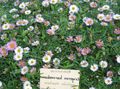 Foto Mexikanische Gänseblümchen, Santa Barbara Daisy, Daisy Tanzt, Lateinamerikanische Fleabane, Meer Daisy Gartenblumen wächst und Merkmale