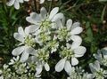 Photo Minoan Lace, White Lace Flower  growing and characteristics