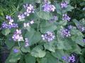 lilac bláthanna gairdín Plandaí Airgead, Macántacht, Bolbonac, Moonwort, Dollar Airgead, Lunaria saintréithe, Photo