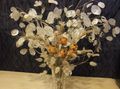 бял Градински цветове Пари Растение, Честност, Bolbonac, Moonwort, Сребърен Долар, Lunaria характеристики, снимка