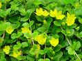 žltá Záhradné kvety Moneywort, Postupný Jenny, Lysimachia nummularia vlastnosti, fotografie