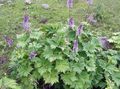 Foto Eisenhut Gartenblumen wächst und Merkmale