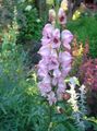 pink Garden Flowers Monkshood, Aconitum characteristics, Photo