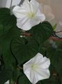 Foto Moonflower, Mond Weinstock, Riesigen Weißen Moonflower Gartenblumen wächst und Merkmale