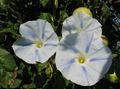 Photo Morning Glory, Blue Dawn Flower  growing and characteristics