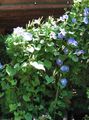 Foto Winde, Blaue Dämmerung Blumen  wächst und Merkmale