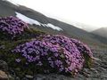 Photo Moss Campion Garden Flowers growing and characteristics