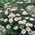 Foto Mount Atlas Gänseblümchen, Mt. Atlas Gänseblümchen, Kraut, Kamille Spanisch Gartenblumen wächst und Merkmale