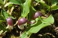 შინდისფერი ბაღის ყვავილები მაუსის ქარხანა, Mousetail ქარხანა, Arisarum proboscideum მახასიათებლები, სურათი