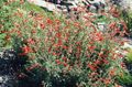 Foto Narrowleaf California Fuchsie, Hoary Fuchsie, Kolibri Trompete Gartenblumen wächst und Merkmale