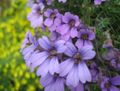 Foto Kapuzinerkresse Gartenblumen wächst und Merkmale