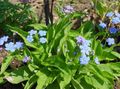 Foto Navelwort, Blauäugig-Mary, Kriechen Vergissmeinnicht Gartenblumen wächst und Merkmale