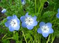 Photo Nemophila, Baby Blue-eyes Garden Flowers growing and characteristics