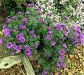 Photo New England aster Garden Flowers growing and characteristics