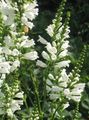 Photo Obedient plant, False Dragonhead Garden Flowers growing and characteristics