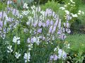 Photo Obedient plant, False Dragonhead Garden Flowers growing and characteristics