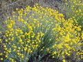 Foto Oregon Sonnenschein, Wollige Sonnenblume, Woll Daisy  wächst und Merkmale