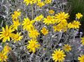 κίτρινος Λουλούδια κήπου Όρεγκον Ηλιοφάνεια, Μαλλιαρός Ηλιέλαιο, Μαλλιαρό Μαργαρίτα, Eriophyllum χαρακτηριστικά, φωτογραφία