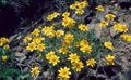 amarillo Flores de jardín Oregon Sol, Girasol Lanudo, Margarita Lanudo, Eriophyllum características, Foto