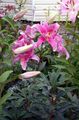 Foto Orientalische Lilie Gartenblumen wächst und Merkmale
