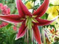 Photo Oriental Lily Garden Flowers growing and characteristics