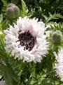 Photo Oriental poppy Garden Flowers growing and characteristics