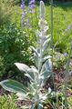 Photo Ornamental Mullein, Verbascum Garden Flowers growing and characteristics